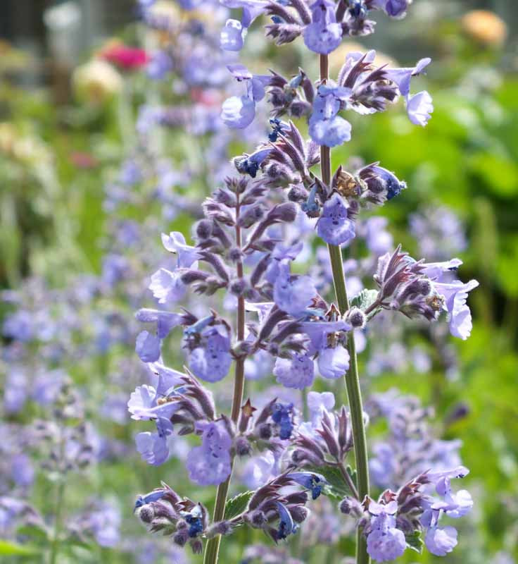 Nepeta Six Hills Giant Catmint